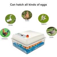 Kit de incubadora de 20 huevos para cría doméstica de pollo, ganso, pato, pájaro, incubadora de huevos - details 1