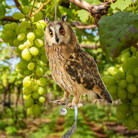 Dispositivo De Repelente De Pájaros Colgante Con Águilas Falsas Decoración De Jardín Y Protección Contra Pájaros Material Plástico - details 5