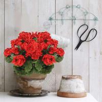 Plantas Artificiales Silken Begonia Para Bodas Decoración De Hogar Y Navidad Regalo DIY De Flores Silken En Vaso Para Ventanas Y Paredes - details 18