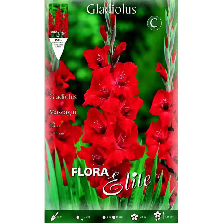 Bulbo Gladiolo rojo vivo 10 uds - 1