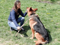 Collar Pesado Para Perros Con Manija Resistente Y Reflejante Para Entrenamiento Caminatas O Caza Adecuado Para Grandes Razas - details 13