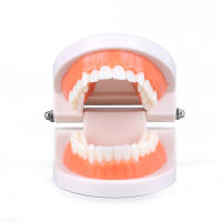 Juguetes Educativos Montessori Para Niños Aprendizaje Temprano Inteligencia Bricolaje Ayudas De Enseñanza De Cepillado De Dientes Vida Simulada - details 4