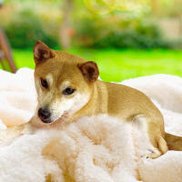 Manta Para Perros Impermeable Bucephalus Reversible Suave Y Lavable Protección Para Sofá Manta Para Gatos Y Perros Con Patrón De Animales - details 8