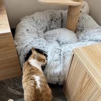 Cama De Gato De Peluche Con Tunnel Multifuncional Para Gatos De Interior Peephole Donut Fluffy Con Tunnel Cama Para Gatos Interior - details 2
