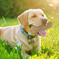Juguetes Para Morder De Nylon Tejido En Red Para Perros Pequeños Y Medianos Anti-Rotura Suaves Para Aliviar La Ansiedad Y Aburrimiento - details 6