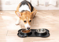 Tazas De Alimento Y Agua Para Perros Y Gatos Con Almohadilla Antideslizante De Acero Inoxidable Durable Anti-slip Feeder De Alimentos Y Agua Para Mascotas - details 2