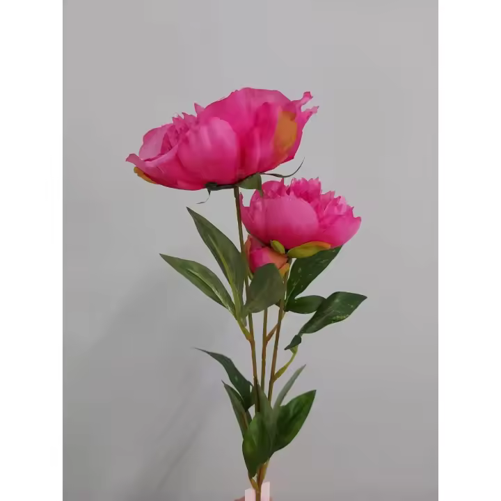 Belleza Peonía X3 65cm - 1