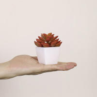 1SET(6PCS) Succulentas Simulación Pequeñas En Macetas Para Decoración De Hogar Balcón Baño Estantería Jardín Mini Realistas 22449ZH6 - details 1