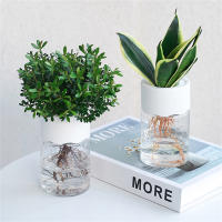 Maceta Hidroponía Miniatura Transparente Decoración Para El Hogar Vaso De Flores Sin Tierra Para Plantas Verdes Moderno Plástico - details 1