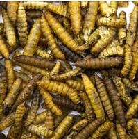 Larvas de Mosca Soldado Negra para Pájaros FINCA CASAREJO - 60g - details 1
