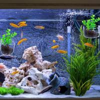 Copa De Planta Para Acuario Decoración De Acuario De Acrílico Con Soporte De Absorción Y Cilindro De Plantación Herramienta De Decoración Para Acuarios Tamaño 5x3cm - details 2