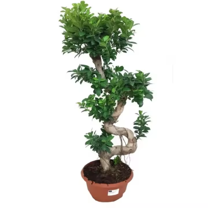 Planta natural Ficus Ginseng. Gran ejemplar para Bonsai. 110 - 120 cm. Segura Garden. Mejora la calidad del aire, es fácil de cuidar, tolera luz indirecta, fomenta la calma y simboliza equilibrio, perfecto para decorar interiores modernos. - 1