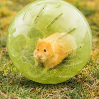 Bola De Ejercicio Para Rattus Y Otros Roedores Pequeños Juguete De Plástico Transparente Para Juego Y Diversion En La Casa De Los Animales - details 2