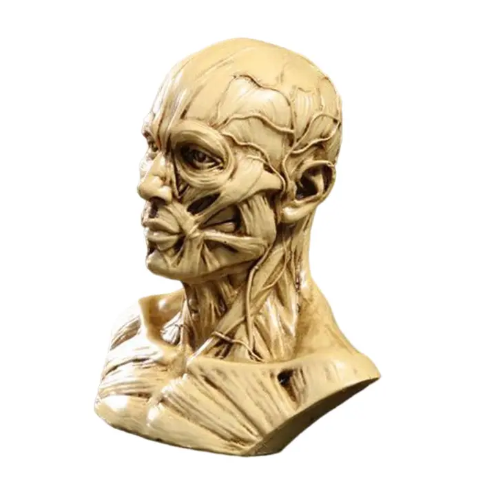 Modelo Humano De Anatomía Para Enseñanza Médica Arte De Dibujo Colección Expositora Cabeza De Cráneo Muscular Y Osseo 10cm - 1