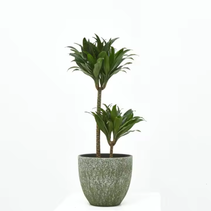Dracena Compacta | Planta Natural de Interior Resistente y Fácil de Cuidar - 1