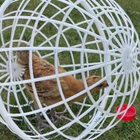 Jaula De Pato De Plástico Para Gallo Y Hamster Juego De 3 Piezas Jaula Sférica De Seguridad Para Cría De Pollos Alimentación Libre En Campo - details 7