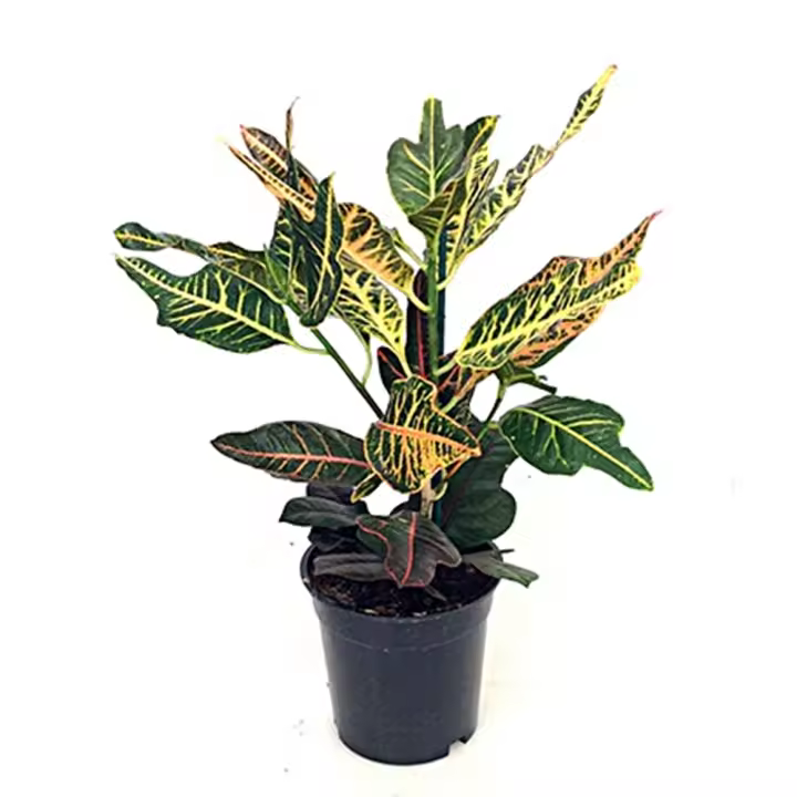 1 Planta natural Croton. Elegir variedad y tamaño. Segura Garden. Añade belleza y purifica el aire en interiores. Sus hojas llamativas y variadas crean un ambiente acogedor y relajante, mejorando la calidad estética y ambiental de tu hogar. - 1