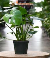 Monstera Deliciosa para Interiores - Costilla de Adán - Plantas y Jardinería- Citrus Flowers Plants- Envio incluido - details 0