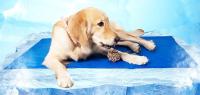 Petic - Manta Alfombra Refrescante Para Perros de Varias Tallas Resistente a Arañazos - details 1