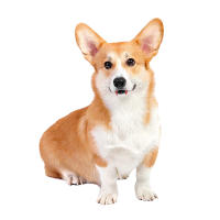Dientes Falsos Para Perro Divertidos Disfraz De Dentadura Dental Para Decoración De Mascotas Halloween Cosplay Humanos Y Vampiros Juguetes De Interacción - details 27