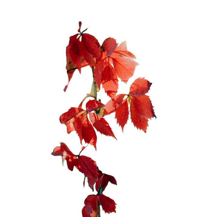 Planta natural Parthenocissus Tricuspidata. Parra Virgen. Segura Garden. Embellece con hojas vibrantes rojas en otoño, atrae aves, fácil cuidado. ¡Decora y beneficia tu jardín con esta hermosa enredadera!