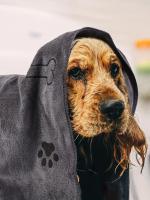 Toalla Para Perros Y Gatos De Secado Rápido Microfibra Absorbente Mediana Para Mascotas Algodón 100% Producto De Baño Para Animales - details 0