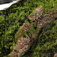Bloques De Molusco Para Plantación De Hierba Falso De Madera Verde Para Decoración De Jardín DIY Estilo Bonsái - details 2