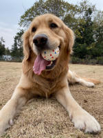 Bola De Juguete Para Perros Luminosa Y Masticable De Goma Con Alta Elasticidad Resistente Al Mordisco Juguete Interactivo Para Lanzar Y Volar Accesorios Para Mascotas - details 8