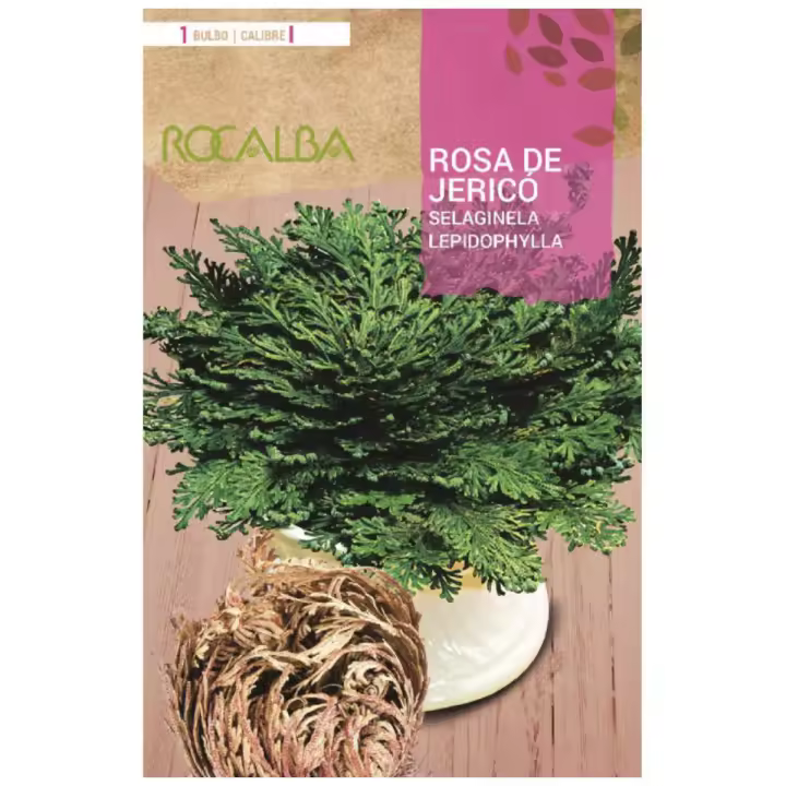 Bulbo Rosa de Jericó Rocalba - Vivir Dependiendo de un Tallo Subterráneo - 1