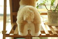 Juguete De Perro Suave De 32CM Muñeco De Peluche Simulación Corgi Juguetes Para Mascotas Animal De Peluche Para Niños - details 11