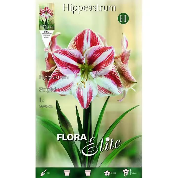 Bulbo Amarilis estriado rojo blanco 1 ud - 1