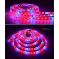 5M Luz De Crecimiento Para Plantas LED De Espectro Completo 5050 SMD Diodo Rojo Azul DC12V Para Flores Verduras Semillas De Plántulas - details 8