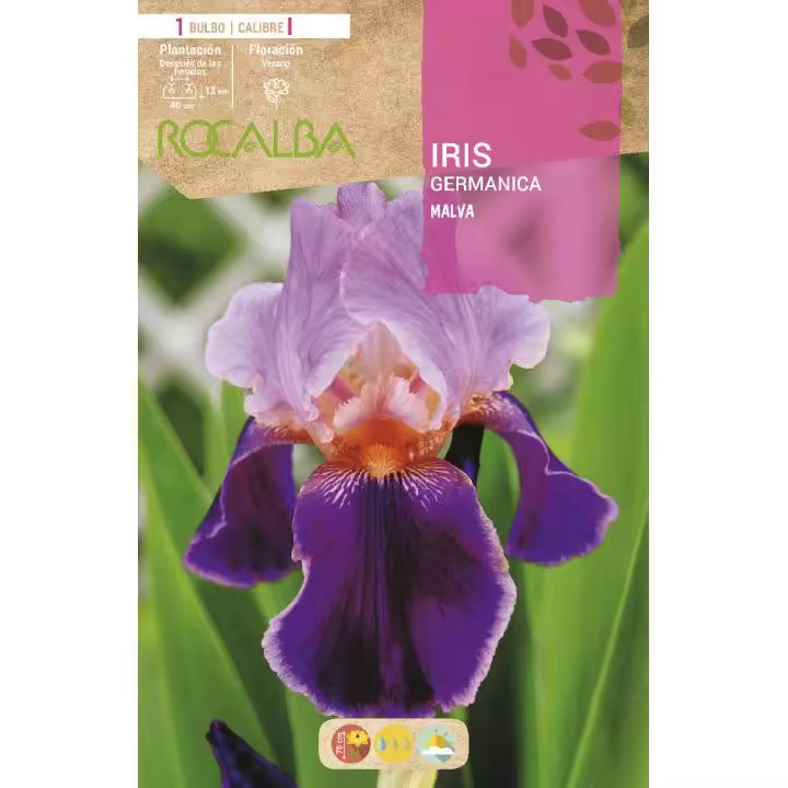 Rocalba Bulbo Iris Germánica Malva 1 Unidad (I) - 1