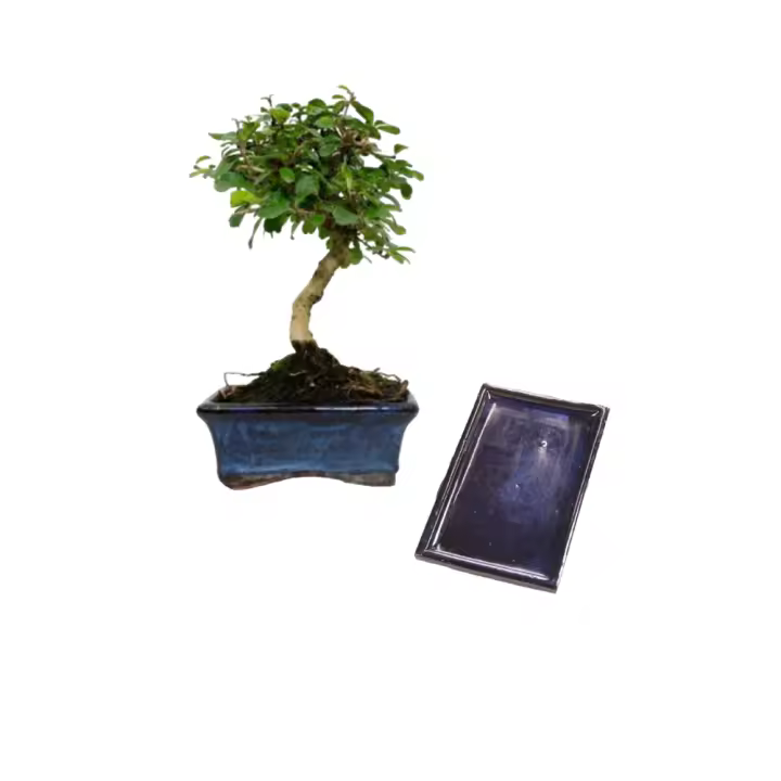 Verdecora - LOTE BONSAI 5 AÑOS + PLATO - Bonsái - Alta Luminosidad - Planta natural interior - 1