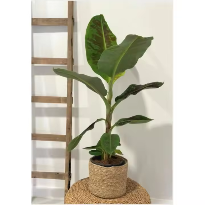 Plantera de Mussa – Estilo Tropical en tu Hogar- Bananero- Palma de Viajero - Citrus Flowers Plants tu vivero de confianza- entregas inmediatas - Urgentes a domiclio - empaquetado excelente - 1