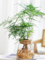 Bote De Vidrio Para Escritorio Ecológico Micro Paisaje Con Contenedor Hidroponía Y Acuario Para Plantas Verdes Y Peces Con Tapa De Madera Verde Diente De León - details 11