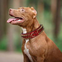 Collar De Cuero Genuino Para Perros Grandes Con Espinas Y Estrellas Fuerte Ajustable Para Pitbull Bulldog Boxer Resistente Todas Las Estaciones Tamaños L/XL Colores Rojo/Marrón/Negro - details 9