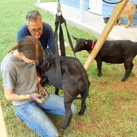 Sujetador De Calf Para Peso Animal Con Correa Ajustable Para Cerdos Y Ganado Oveja Cabra Medidor De Peso En Granjas - details 8