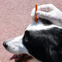 3 Sets Eliminador De Pulgas Y Gatos Para Perros Herramienta De Extracción De Pulgas Y Pulgas Accesorios Para Mascotas Material Plástico - details 6