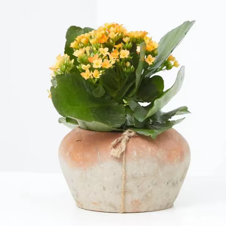 Verdecora KALANCHOE - 1