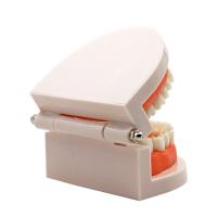 Modelo Dental Estándar De Dientes Humanos Para Enseñanza Y Estudio Práctica De Limpieza Perfecto Para Niños Montessori - details 17