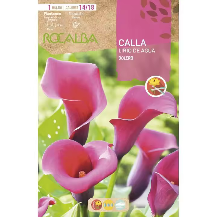 Rocalba Bulbo Calla Lirio de Agua Bolero 1 Unidad (14/18) - Máxima Calidad - 1