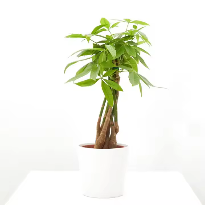 Verdecora Pachira Aquatica | Planta Exótica de Interior - 1