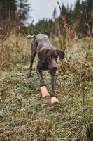 Non-stop dogwear Protector light socks Botines protectores anticorte perro - details 1