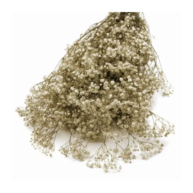 PANICULATA PRESERVADA Raíz FLORES Calidad PREMIUM para Tiaras y Coronitas - 1
