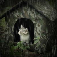 Carpa Para Gatos Rescatados Impermeable Y Cálida Para Uso Indoor Y Outdoor Ideal Para Perros Y Gatos Pequeños Y Medianos - details 3