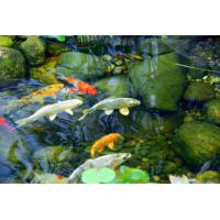 Sticks para peces de estanque en bolsa hermética de 5.8kg. Alimento completo para cualquier época del año con trigo, salmón, camarones, espinacas y espirulina - JBL - details 2