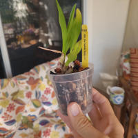 Juego De 5 Macetas De Cultivo Transparentes De Plástico Con Agujeros Para Drenaje Tamaños Variados Para Plantas Y Semillas - details 3