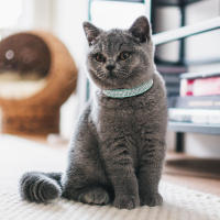 Collar De Gato De Cuero Suave Con Diamantes Bling Y Campana Seguridad Breakaway Ajustable Para Perros Y Gatos XS S Rosa - details 19