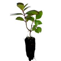 ¡¡¡ 10 Plantas !!! natural Arbutus Unedo, madroño. 15-20 cm. en cepellón. Plantar un madroñero embellece, da frutos comestibles, atrae fauna y mejora la biodiversidad local. - details 0